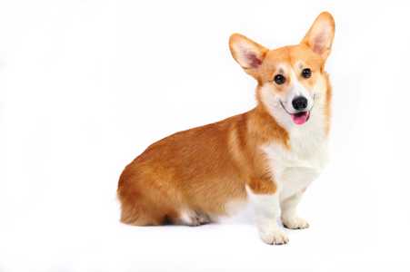 Corgis orders for adoption near me